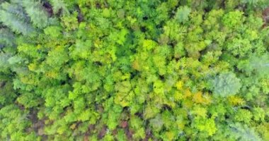 Üstten Görünüm hareket üzerinde yoğun bir yeşil orman sis bir orman üzerinde hava atış soyundan