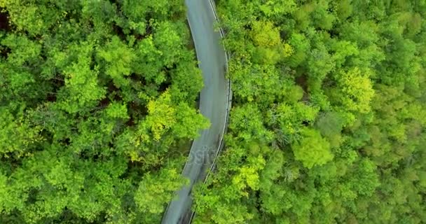 Bilar kör längs skogsvägen. Extrem körning skytte från en helikopter. Ovanifrån i rörelse. Antenn skott — Stockvideo