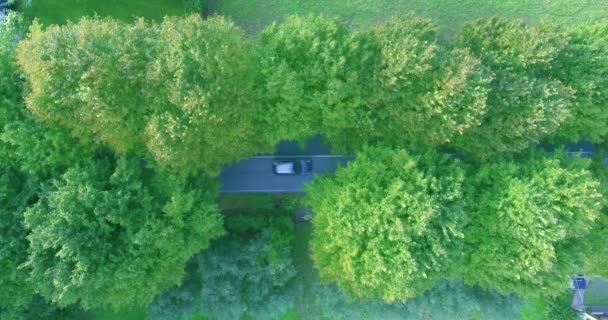 Shot Flygfoto från ovan genom täta gröna träd på vägen med rörliga bilar — Stockvideo