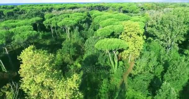 Shooting from a helicopter flying over a park with beautiful tall green trees on a summer day, mountains and sea on the horizon — Stock Video
