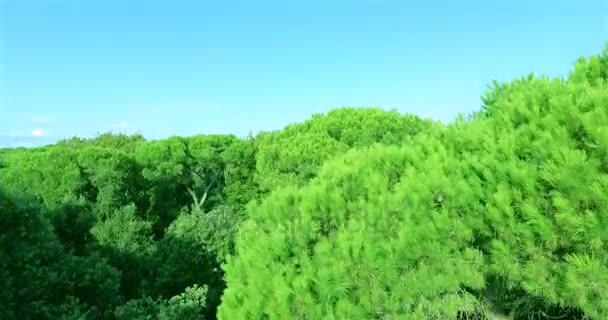 Câmera aérea filmada voando sobre um magnífico parque florestal verde, sobre um fundo de mar, montanhas e céu azul claro na Toscana, Itália — Vídeo de Stock