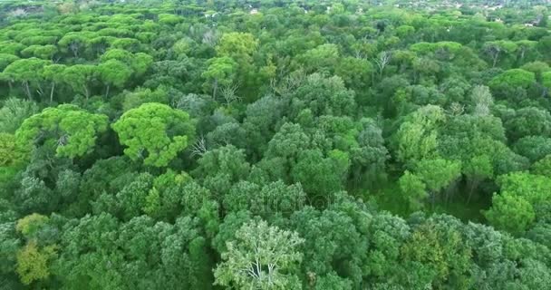 Amazing densa floresta verde impenetrável em um dia de verão é uma vista superior em movimento, tiro aéreo — Vídeo de Stock