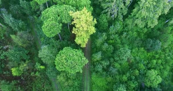 Střelba z letu helikoptérou nad oblastí lesní park s výhledem na smíšený les a lesní cesta — Stock video