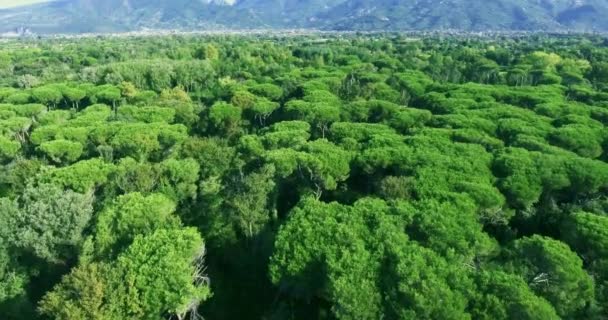 Vuelo sobre un parque forestal con un camino forestal, en el fondo de un disparo aéreo de montaña — Vídeos de Stock