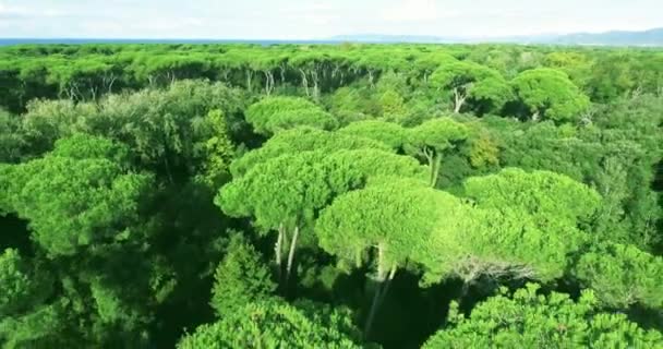 Aerial shot flying on a dense green forest in the summer with sunlight, shooting from a helicopter — Stock Video