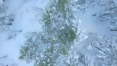 Kış iğne yapraklı orman Tataristan Rusya, kar, ağaçlar üzerinde uçan hava atış sürükleniyor, helikopterden ateş
