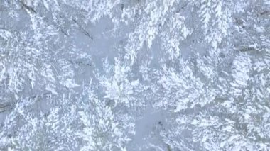 Hava atış kar üst bölümünde kabarık köknar kış Rus ormanı üzerinde uçuş