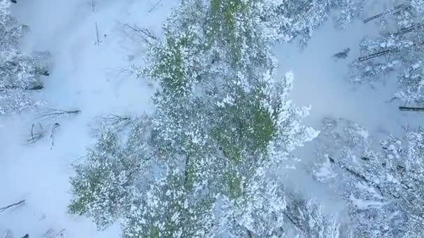 Aerial shot flying over the winter coniferous forest in Tatarstan Russia, trees in the snow, drifts, shooting from the helicopter — Stock Video