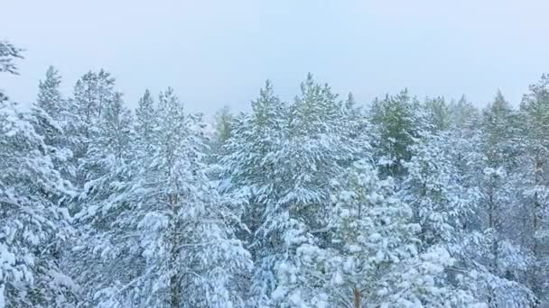 Volo sopra cime arruffate di abete verde nella neve in inverno tiro aereo — Video Stock