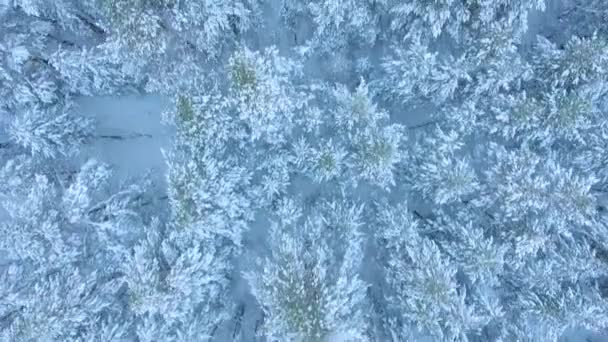 Vista superior sobre el abeto siempreverde en la nieve y las heladas, invierno ruso en el tiro aéreo del bosque — Vídeos de Stock