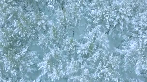 Tiroteio de um voo de helicóptero sobre uma magnífica floresta de inverno com árvores coníferas na neve e grandes nevascas — Vídeo de Stock