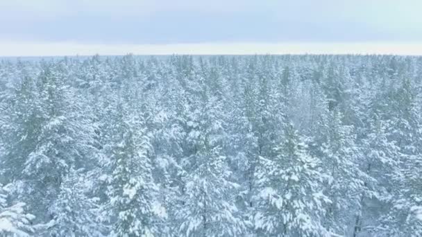 Maravilhosa floresta de inverno, abetos na geada e neve, no fundo uma linha de horizonte, tiro aéreo — Vídeo de Stock