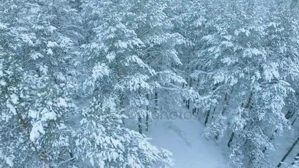 Três pessoas caminham ao longo da borda da floresta no inverno, entre árvores nevadas altas e grandes rajadas de neve tiro aéreo — Vídeo de Stock