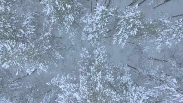 Vista superior del bosque ruso de coníferas en invierno, árboles en la nieve, en el suelo, nevadas blancas, tiro aéreo — Vídeo de stock
