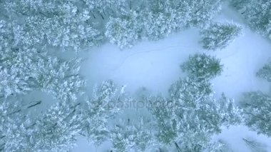 Hava atış orman glade ile firs tarafından çevrili bir kış orman ortasında büyük beyaz temiz snowdrifts