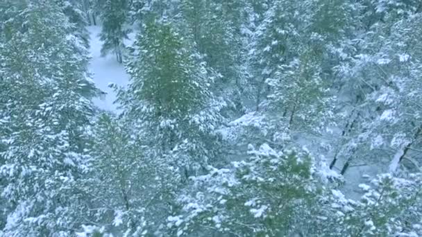 Tiro aéreo de árvores perenes coníferas fofas na neve, vista superior da floresta de inverno russa — Vídeo de Stock