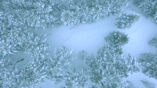 Aerial shot forest glade with large white clean snowdrifts, in the middle of a winter forest, surrounded by firs — Stock Video