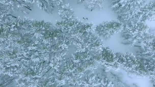 冬の魔法の森空中ショット、トップ ビューで犬と一緒に歩いている人 — ストック動画