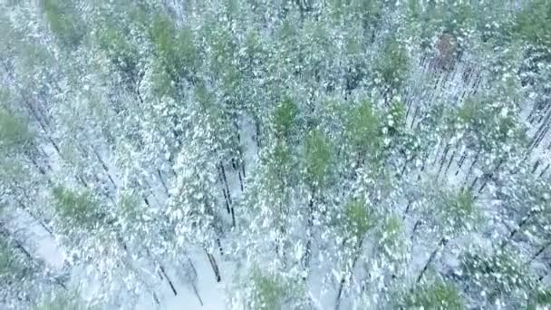 Tiroteio de helicóptero vista de cima em árvores coníferas sempre verdes na neve, floresta de inverno russa — Vídeo de Stock