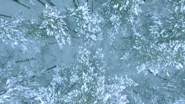 Incredibile foresta invernale, sui rami di soffici abeti si trova la neve, dal basso bianco neve pura e cumuli di neve colpo aereo — Video Stock