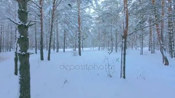 POV coup de pied volant à travers un sentier forestier d'hiver parmi les flots de neige et les grands arbres — Video