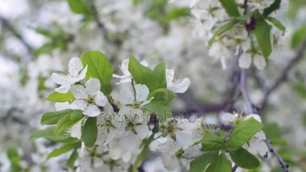 美丽的苹果树开花。白色苹果树春天特写在树枝上的花朵. — 图库视频影像