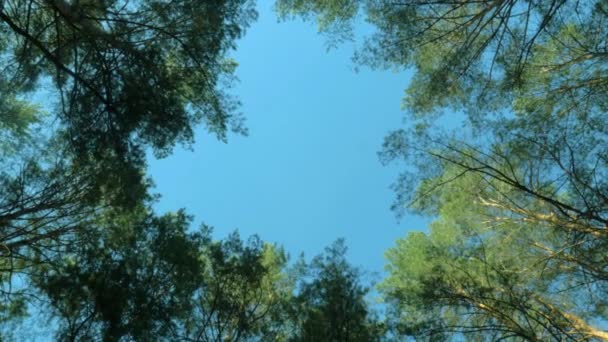 Vista de ângulo baixo do céu através das folhas e troncos das árvores sobrecarga em uma manhã gloriosa — Vídeo de Stock