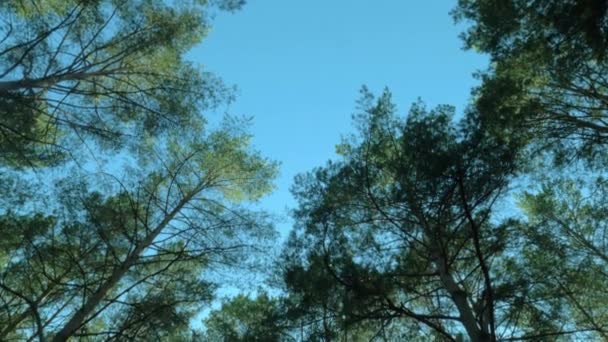 Inclinado hacia abajo Vista del paisaje forestal con árboles altos verdes, cielo azul, sol brillante y hierba verde — Vídeos de Stock