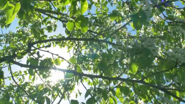 Verão sol brilhante brilha através dos ramos de uma macieira com folhas verdes e flores bonitas no período de floração — Vídeo de Stock