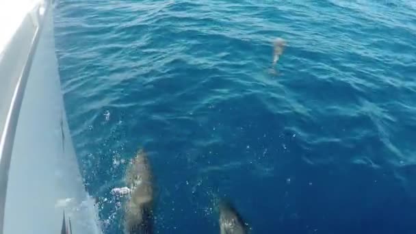 ПОВ зграя дельфінів плаває і стрибає перед яхтою у блакитній прозорій воді — стокове відео