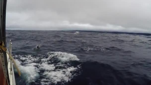 Passeggiata in barca nel vento con tempo nuvoloso. Uno stormo di delfini nuotare vicino a uno yacht a vela, punto di vista — Video Stock