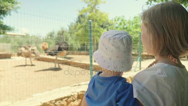 Young mother holding a little son in her arms watching on the big ostriches through a fence, slow mo — Stock Video