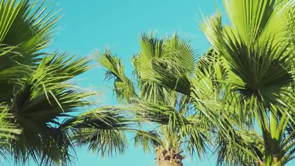 Increíbles palmeras se mueven en el viento sobre un fondo azul claro del cielo, lento mo — Vídeo de stock