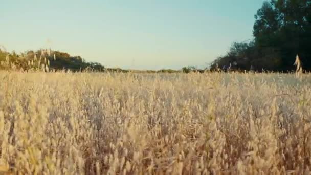 Rumput emas liar yang menakjubkan di lapangan saat matahari terbenam. Tracking shot . — Stok Video