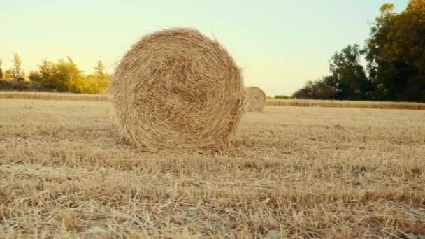 Haystacks lie on the field at sunset. Rural field in summer with bales of hay, tracking shot — Stock Video