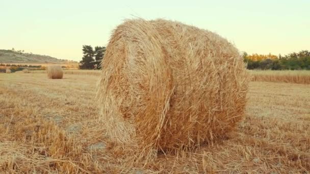 Rural field in summer with bales of hay. Hay wrapped in a haystack of lies on the field — Stock Video