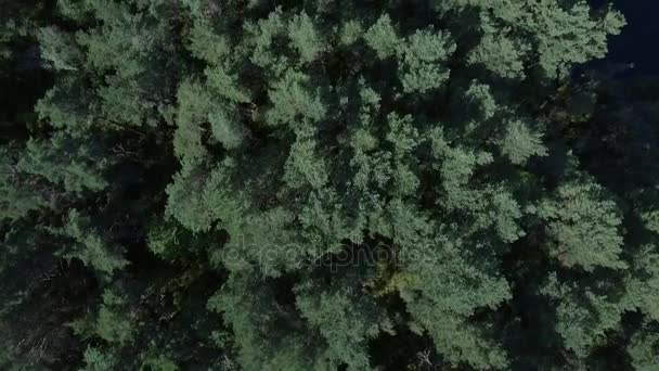 Tiro aéreo topos de altas árvores verdes densas perto da costa sob a luz do sol em bom tempo — Vídeo de Stock