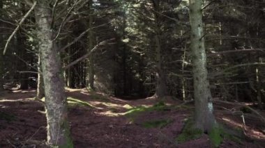 POV vurdu. Yavaş yavaş hareket çıplak ağaç gövdeleri ile sonbahar ya da İlkbahar ormanda. Norveçli orman