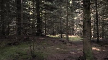 POV vurdu. Birisi, bir şey yavaş yavaş çıplak ağaç gövdeleri ile kasvetli ormanın bir çalılık yoluyla hamle.