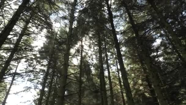 Heldere lente zon schijnt door dikke takken van bomen. Wandelen in het bos. POV geschoten. Lage hoek — Stockvideo