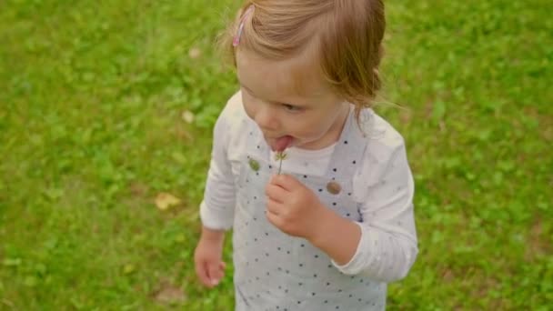 Маленькая девочка в красивых комбинезонах держит лижет цветок на газоне — стоковое видео