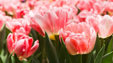 Canlı Pembe Lale