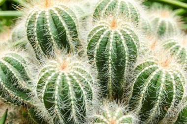 Yeşil küçük kaktüs