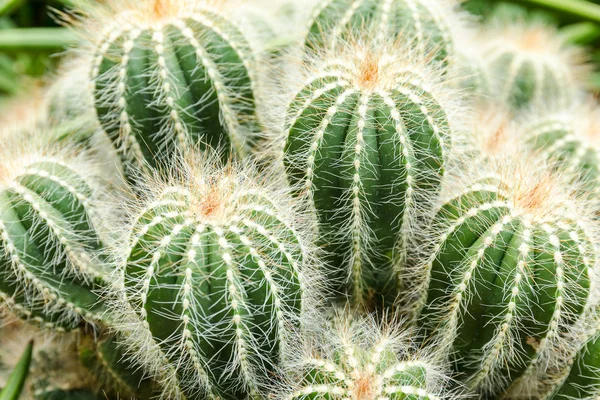 Green small cactus — Stock Photo, Image