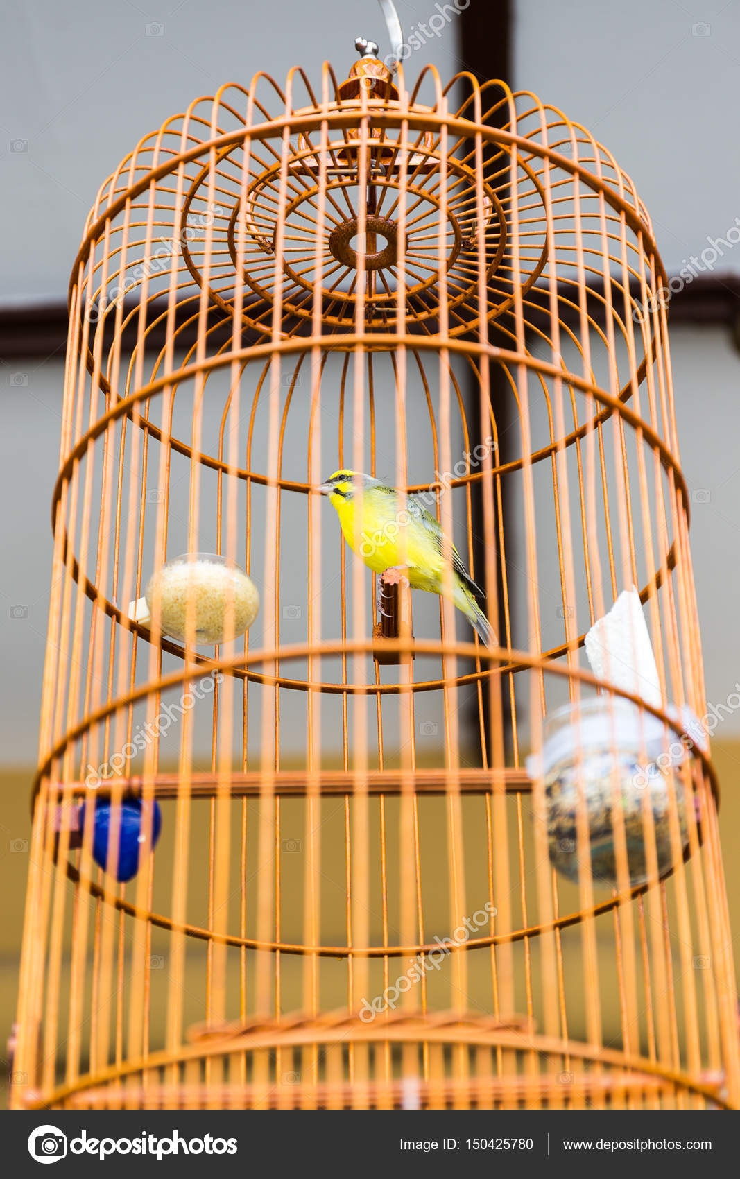 Jaune Oiseau De Cage En Bois Photographie Knun7017gmail