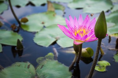 Arı nektarı lotus üzerinden bulma