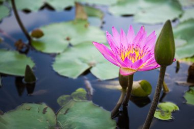 Arı nektarı lotus üzerinden bulma