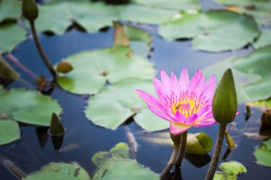 Arı nektarı lotus üzerinden bulma