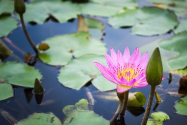 Arı nektarı lotus üzerinden bulma