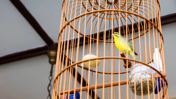 Желтая птица в деревянной клетке — стоковое фото